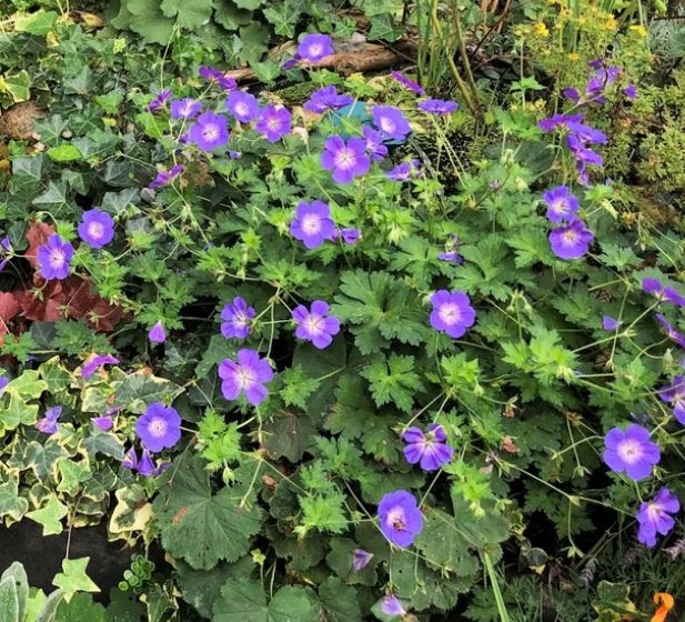 Paarse Geranium - ooievaarsbek, Ophalen, Bodembedekkers, Volle zon, Vaste plant
