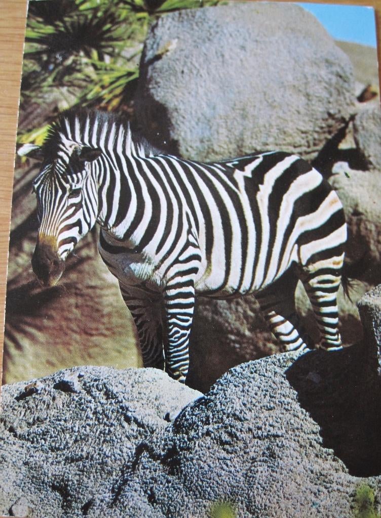 Zebra op ansichtkaart - 1973, Verzenden, 1960 tot 1980, Gelopen, Wild dier