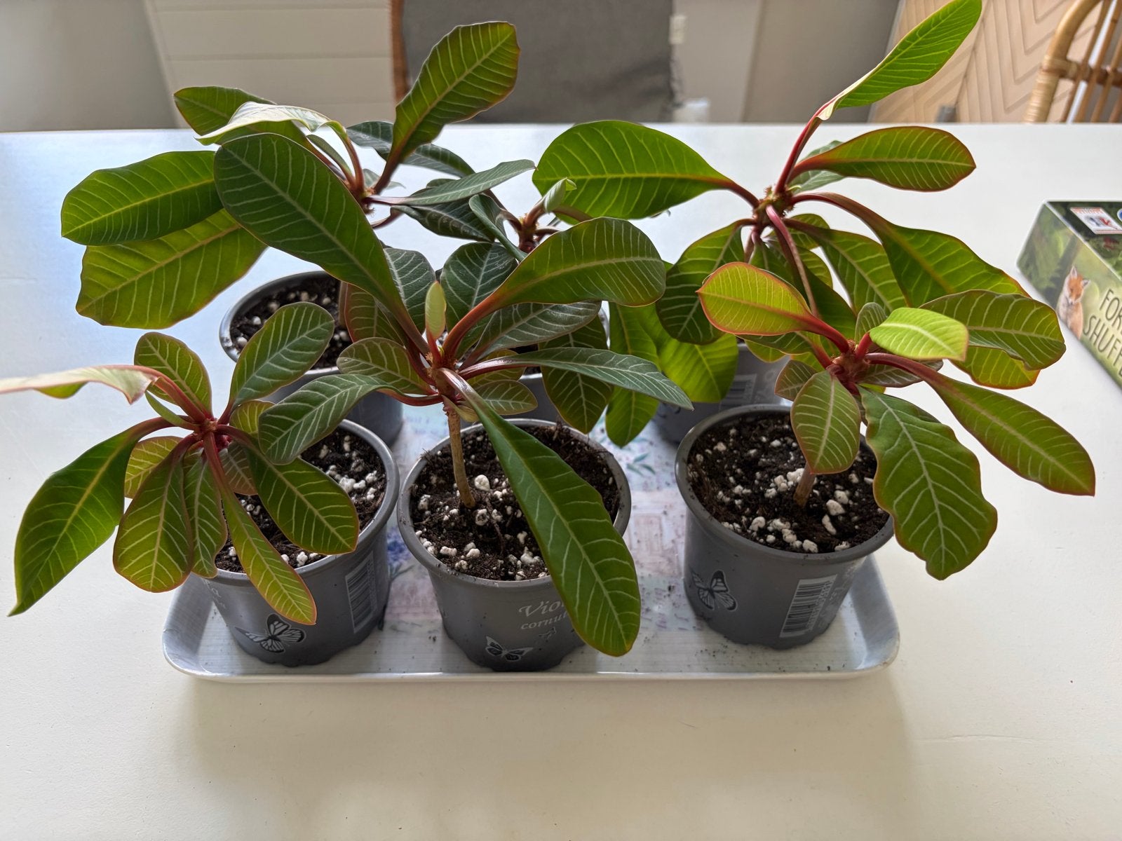 Madagascar Jewel (Euphorbia leuconeura) - klein, Ophalen, Overige soorten, Halfschaduw, In pot