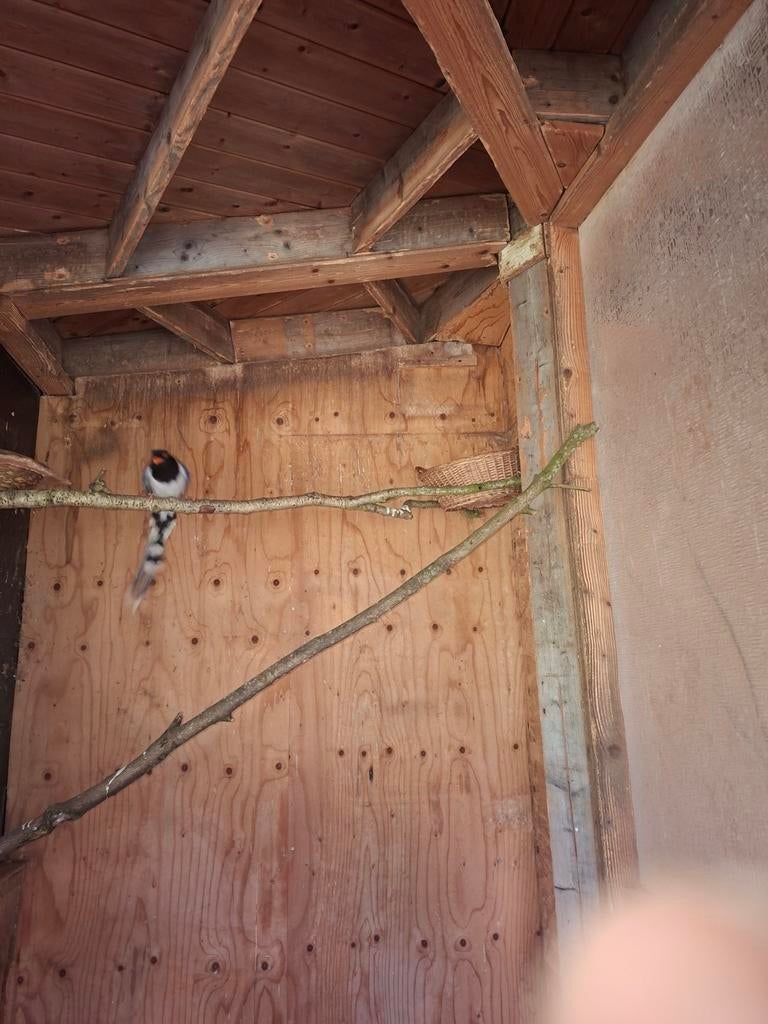 Roodsnavel kitta, Dieren en Toebehoren, Vogels | Kanaries, Vrouwelijk