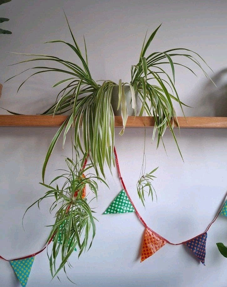 Grote graslelie met veel baby's, Ophalen