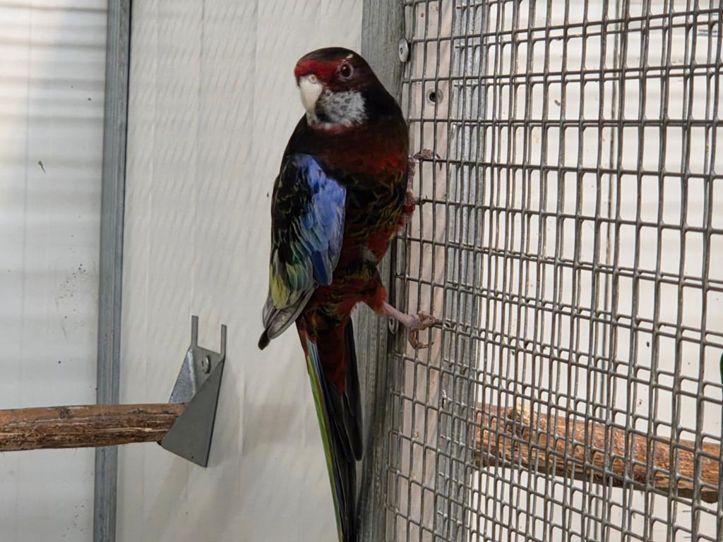 Koppel zwarte rosella, Meerdere dieren, Parkiet, Geringd