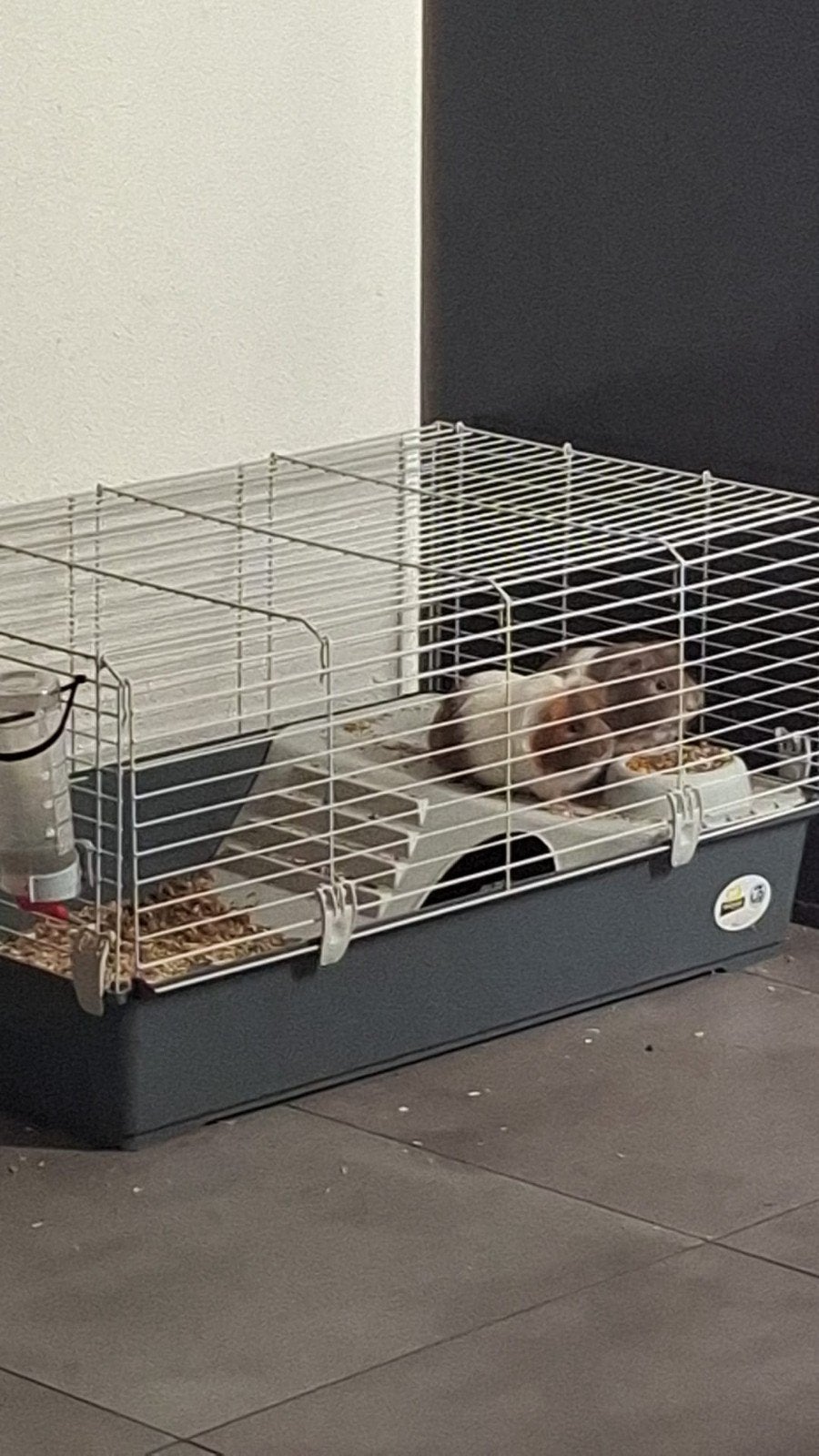 2 hele lieve cavias, Dieren en Toebehoren, Cavia, Juni, Mannelijk, Tam