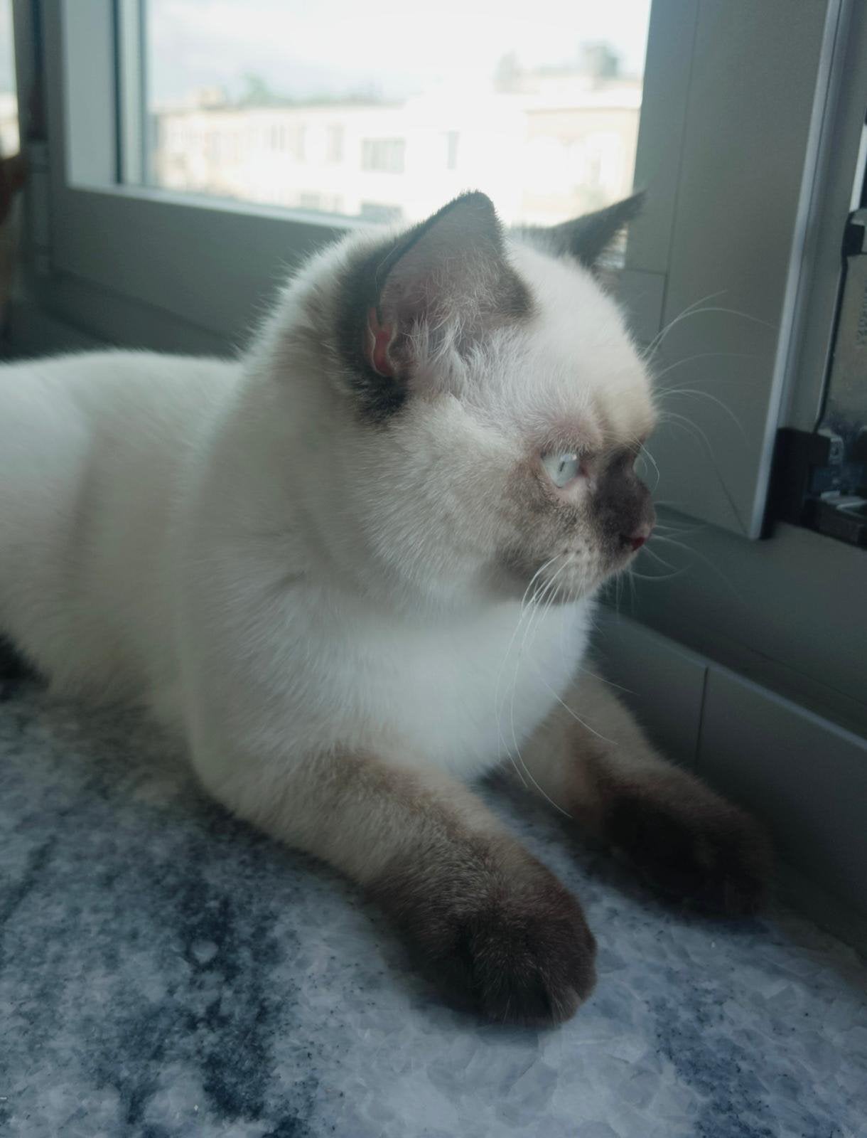 Britse Korthaar en Ragdoll kruising