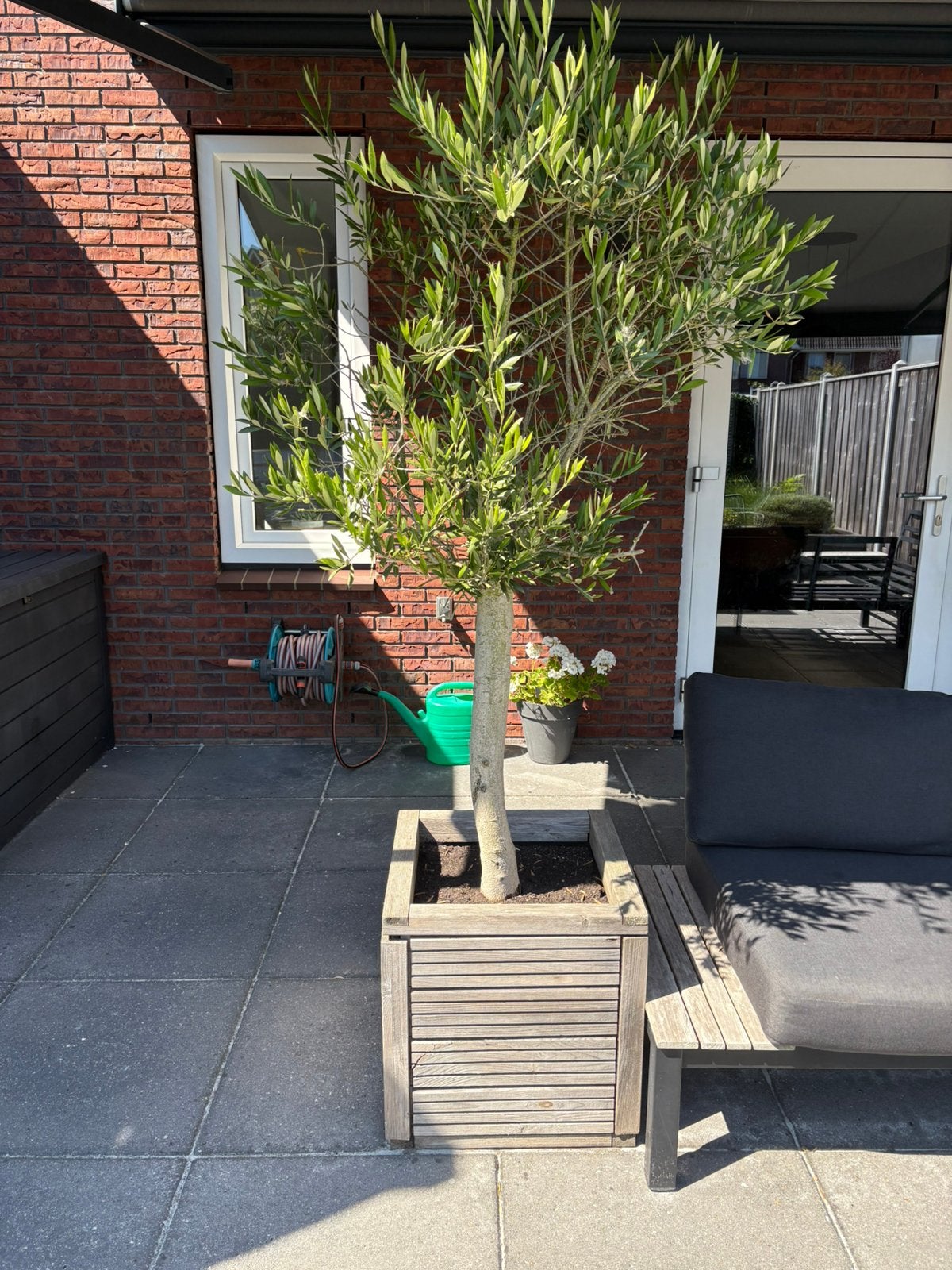 Olijfboom in houten bak., Tuin en Terras, Planten | Bomen, 100 tot 250 cm, Olijfboom, Zomer, Ophalen