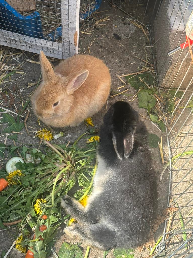 Lieve minilop/dwerg konijntjes, Dieren en Toebehoren, Konijnen, Meerdere dieren, Dwerg