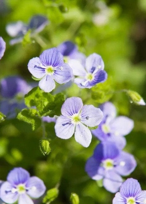 Veronica repens p9 - Kruipende ereprijs, Tuin en Terras, Bodembedekkers, Vaste plant, Ophalen of Verzenden, Halfschaduw
