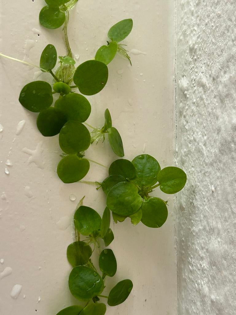 Aquarium drijfplanten.  Stuur ook op!, Dieren en Toebehoren, Vissen | Aquaria en Toebehoren, Ophalen of Verzenden, Nieuw, Plant(en), Steen of Hout