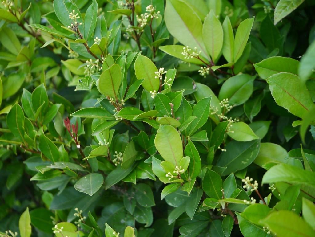 Ligustrum ovalifolium 25-30 cm ligusterhaag, Ophalen of Verzenden, Liguster, Haag, Minder dan 100 cm