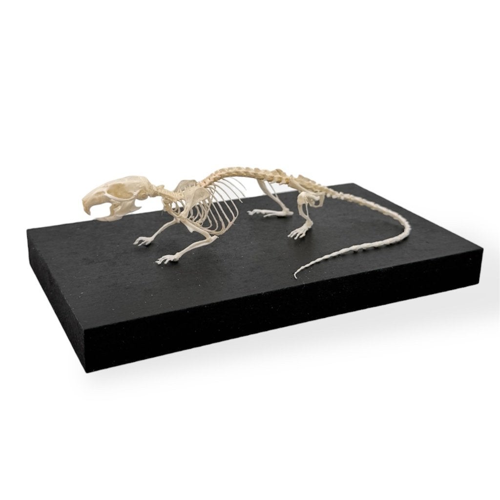 Engelse kleurmuis skelet, Ophalen of Verzenden, Nieuw, Overige soorten, Overige typen