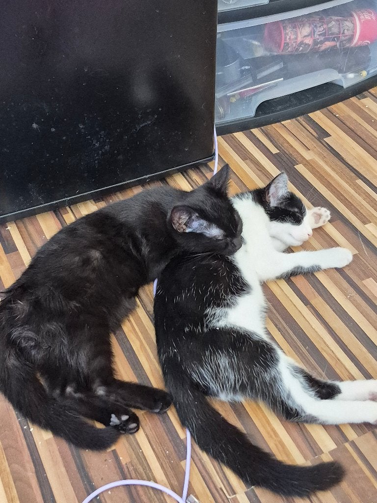 Kittens zsm gratis afhalen, Dieren en Toebehoren, Katten en Kittens | Overige Katten, Meerdere dieren, Kortharig, 0 tot 2 jaar