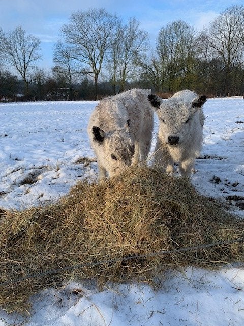 Landschap sierende runderen, Dieren en Toebehoren, Runderen, Meerdere dieren