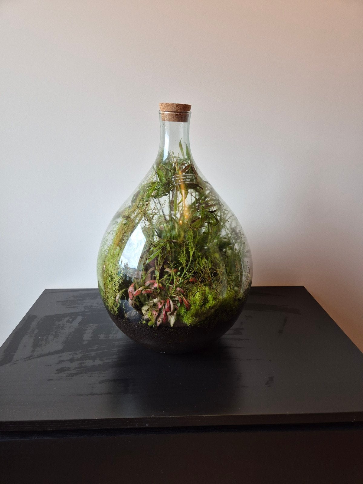 Biodome - Gesloten Plantenterrarium met Levende Planten, Ophalen, Groen, Gebruikt, Modern