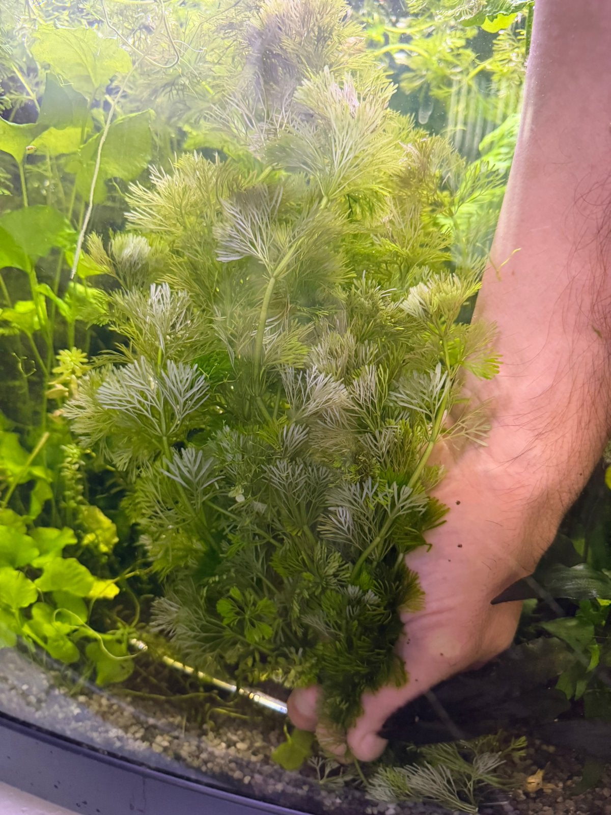 Aquarium planten java mos, ca-bomba, Nymphoides hydro Taiwan, Kreeft, Krab of Garnaal, Zoetwatervis, Schoolvis