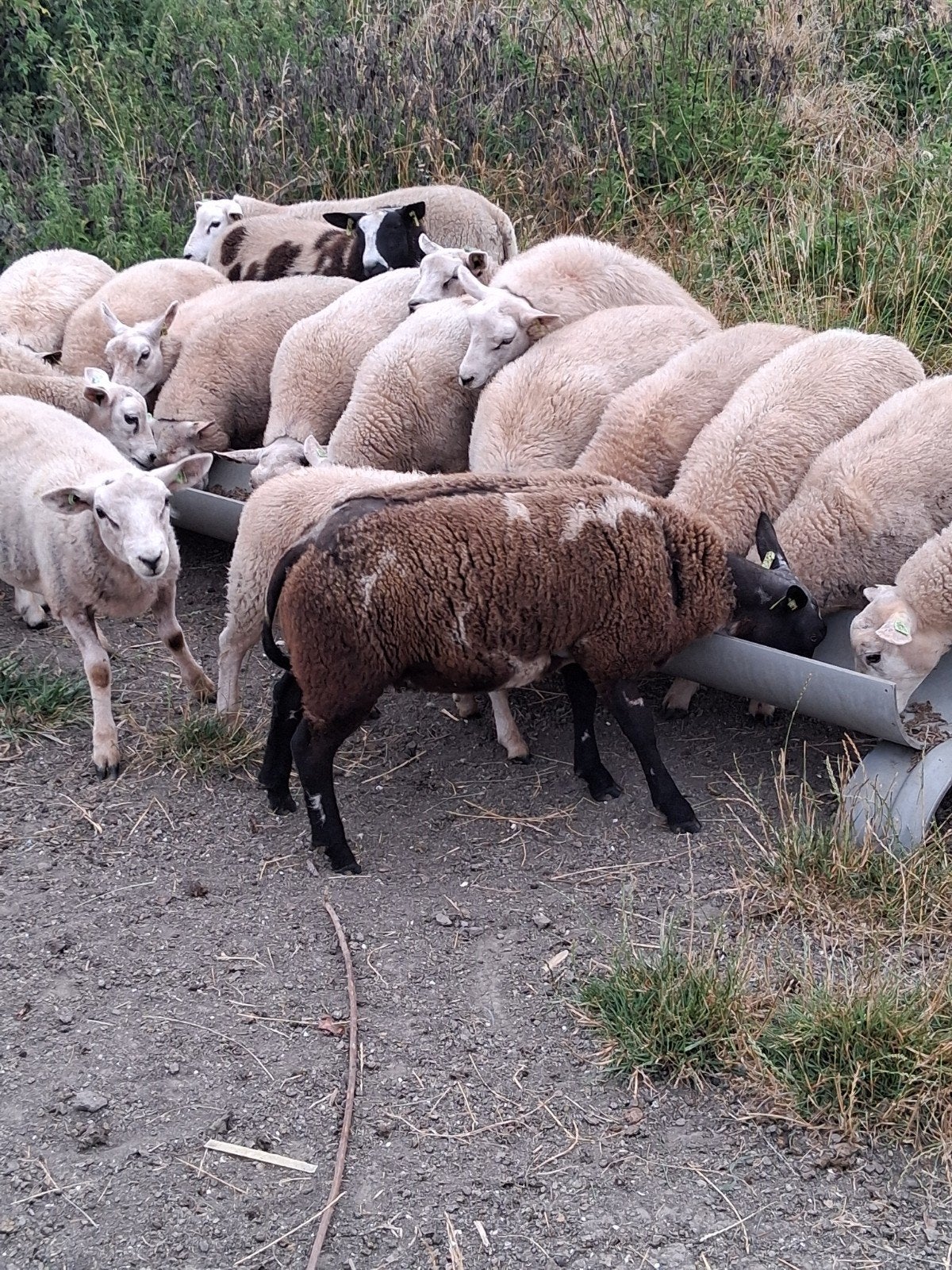 blue du maine lammeren, Dieren en Toebehoren, Meerdere dieren, Schaap, 0 tot 2 jaar