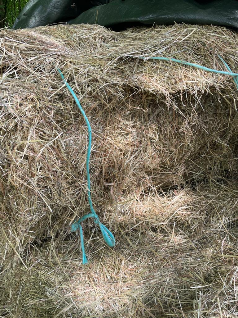 Weidehooi paard met analyse, Dieren en Toebehoren, Ophalen, Vee