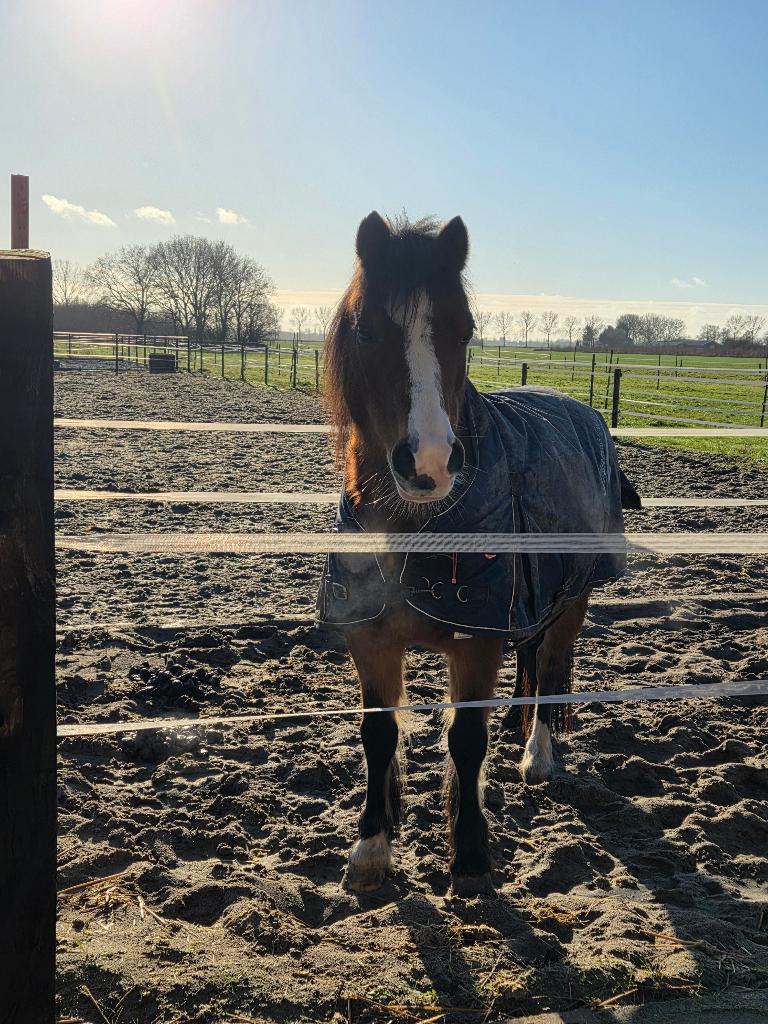 welsh pony, Dieren en Toebehoren, Pony's, Merrie, Met stamboom, B, B pony (1.17m tot 1.27m)