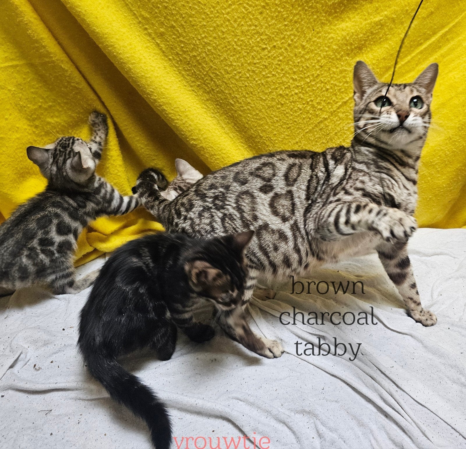 Raszuivere Bengaal kittens met stamboom - zilver & sneeuw, Dieren en Toebehoren, Meerdere dieren, Met stamboom, 0 tot 2 jaar