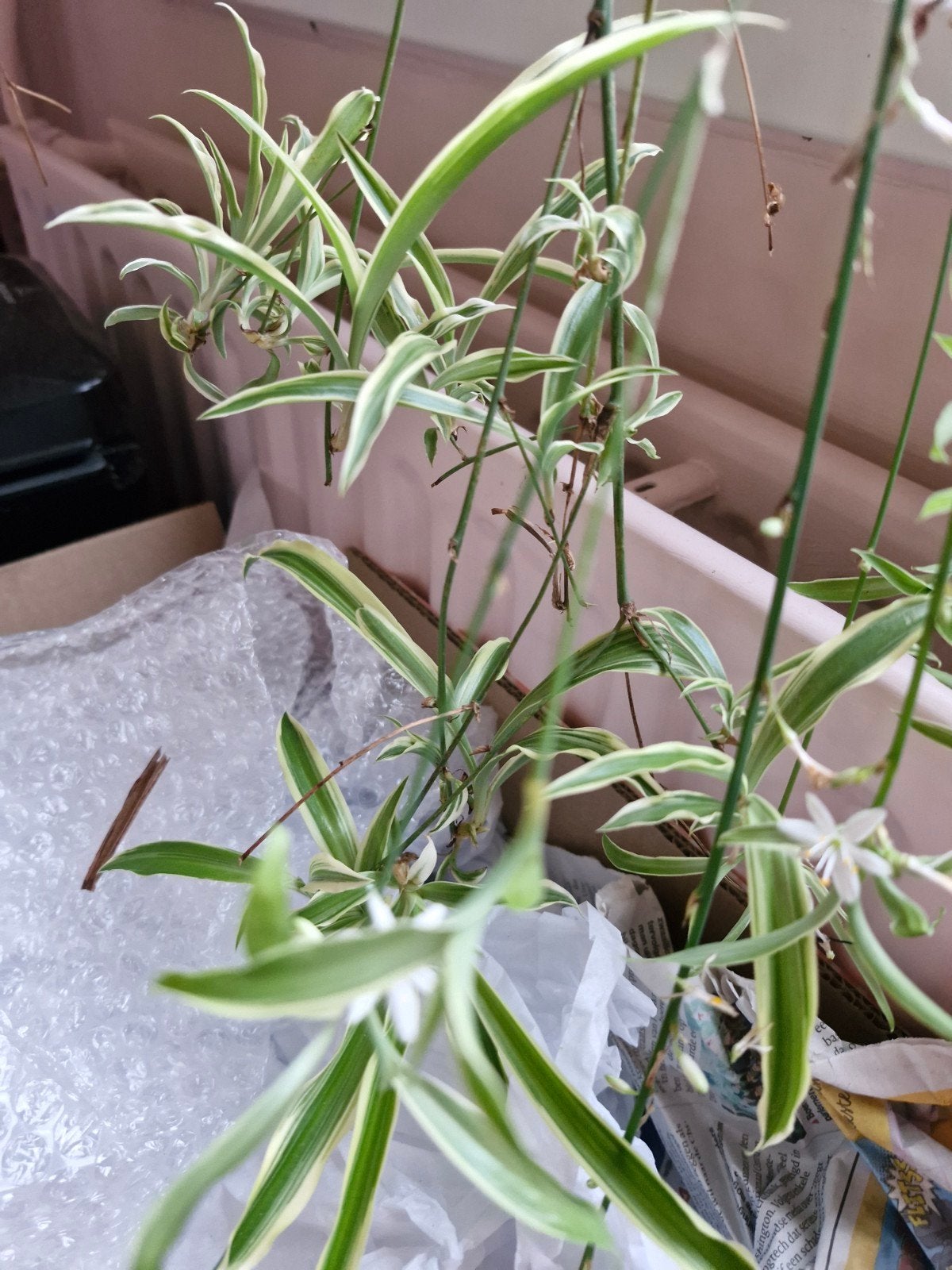 Graslelie (Chlorophytum comosum) - Jonge plantjes, Huis en Inrichting, Kamerplanten, Ophalen, Halfschaduw, Minder dan 100 cm