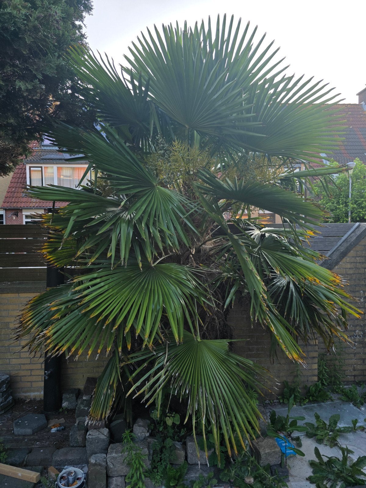 Grote palmboom van 3 meter hoog - zelf uitscheppen, Tuin en Terras, Planten | Tuinplanten, Ophalen of Verzenden