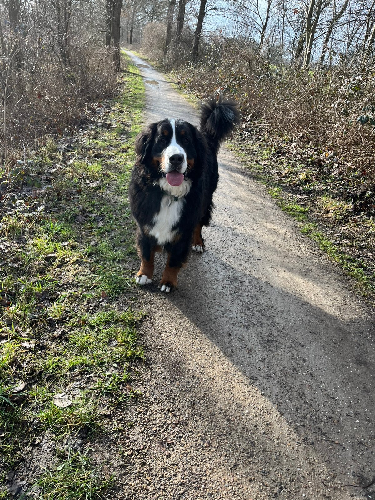 Honden oppas bij u aan huis. 🐶🐾🐕🦴Op meerdere plekken, Particuliere oppas