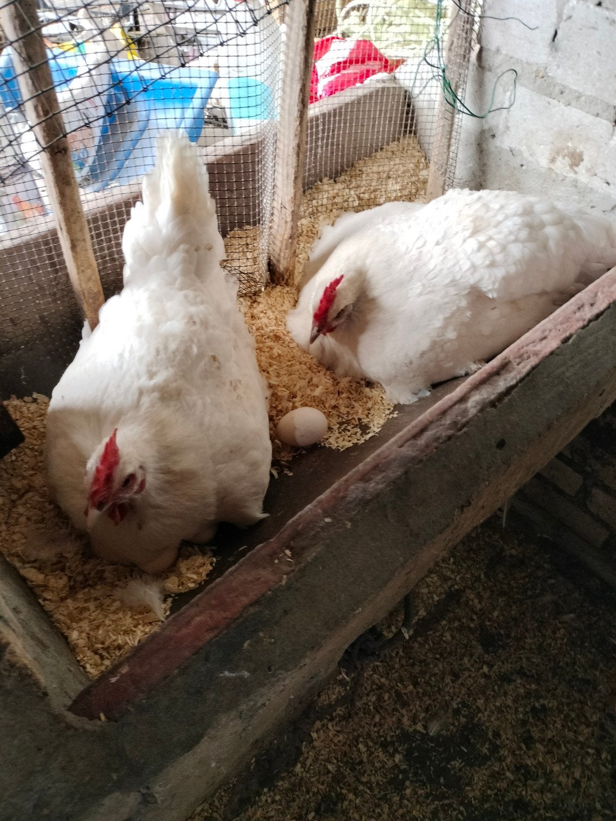 Poule de bresse broedeieren, Dieren en Toebehoren, Geslacht onbekend, Kip
