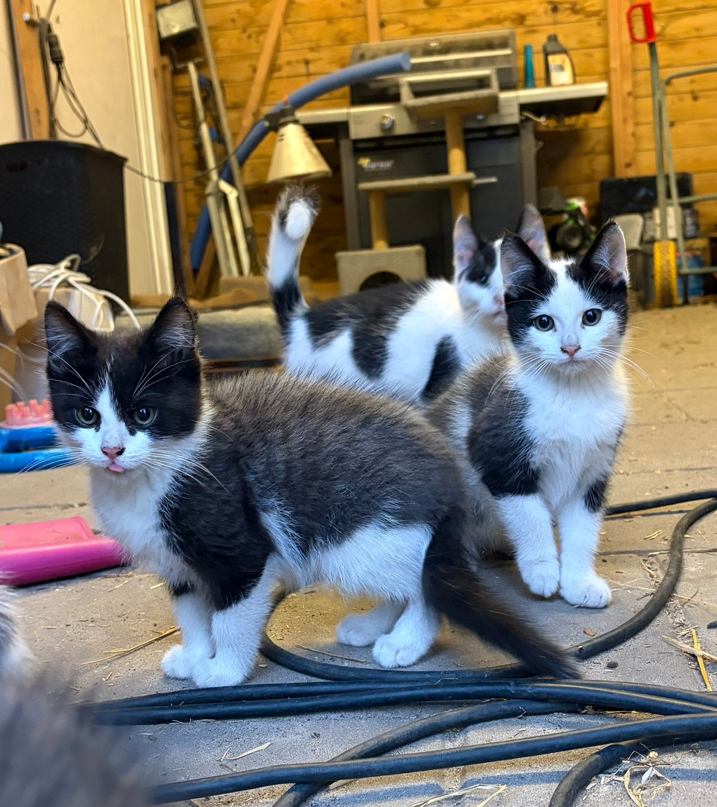Tk:Kittens, Meerdere dieren