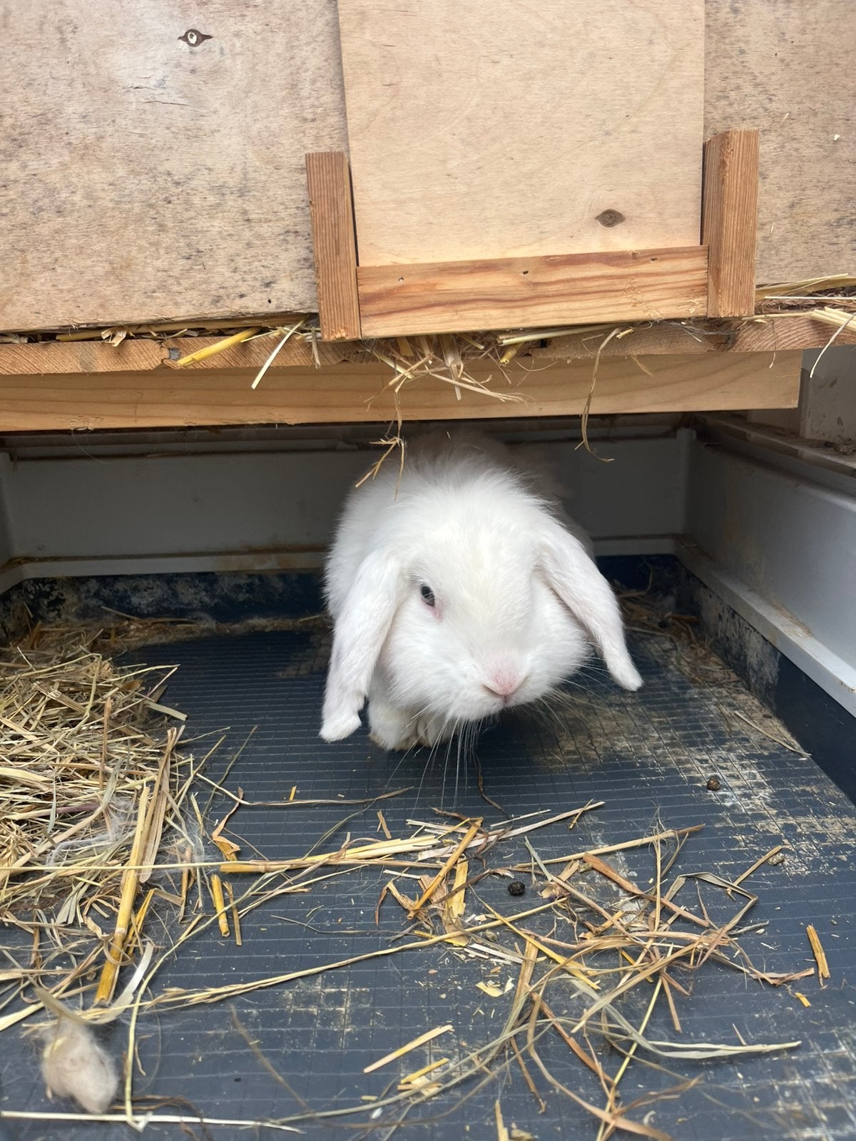 Super lief en mak konijntje, Vrouwelijk, Dwerg
