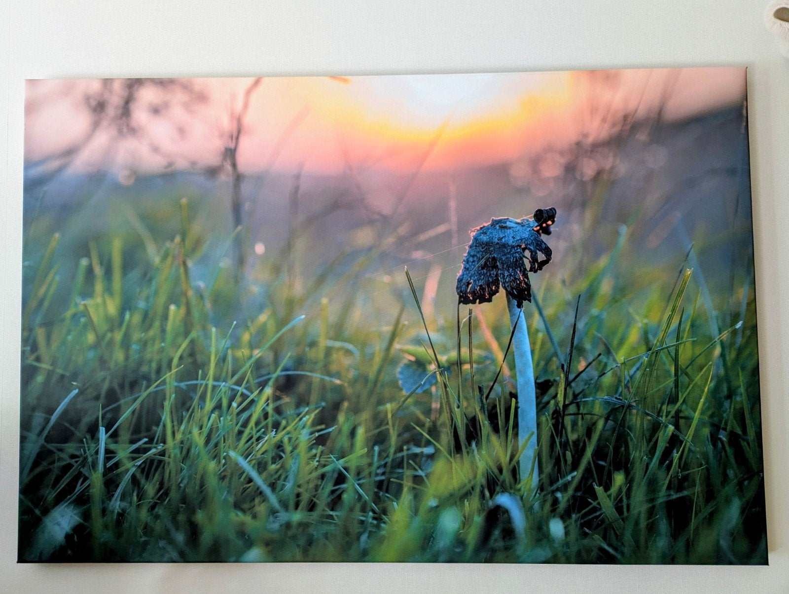 Canvas schilderij zonsondergang met paddenstoel, Ophalen, Zo goed als nieuw, Schilderij, 100 tot 125 cm