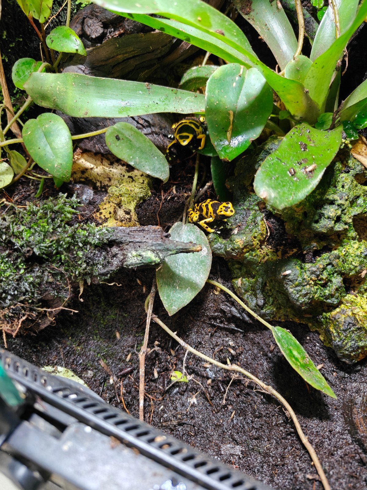 Dendrobates Leucomelas koppel Frog - unknown for sale from AK