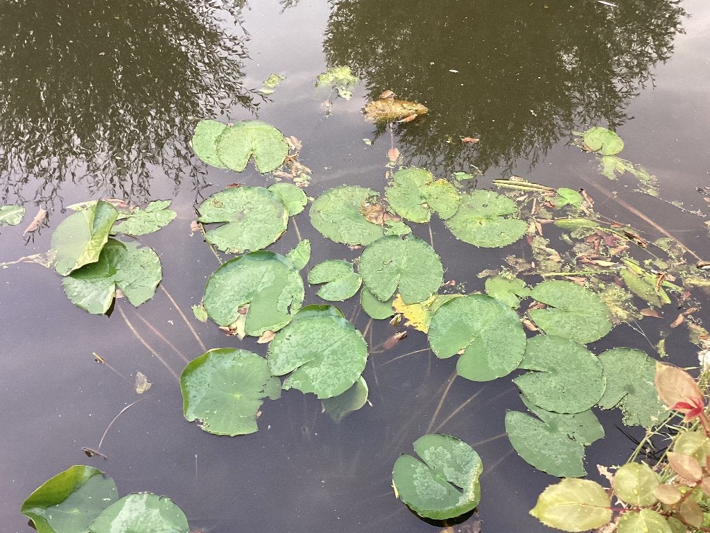 Witte waterlelie (Nymphaea alba), Ophalen, Overige typen
