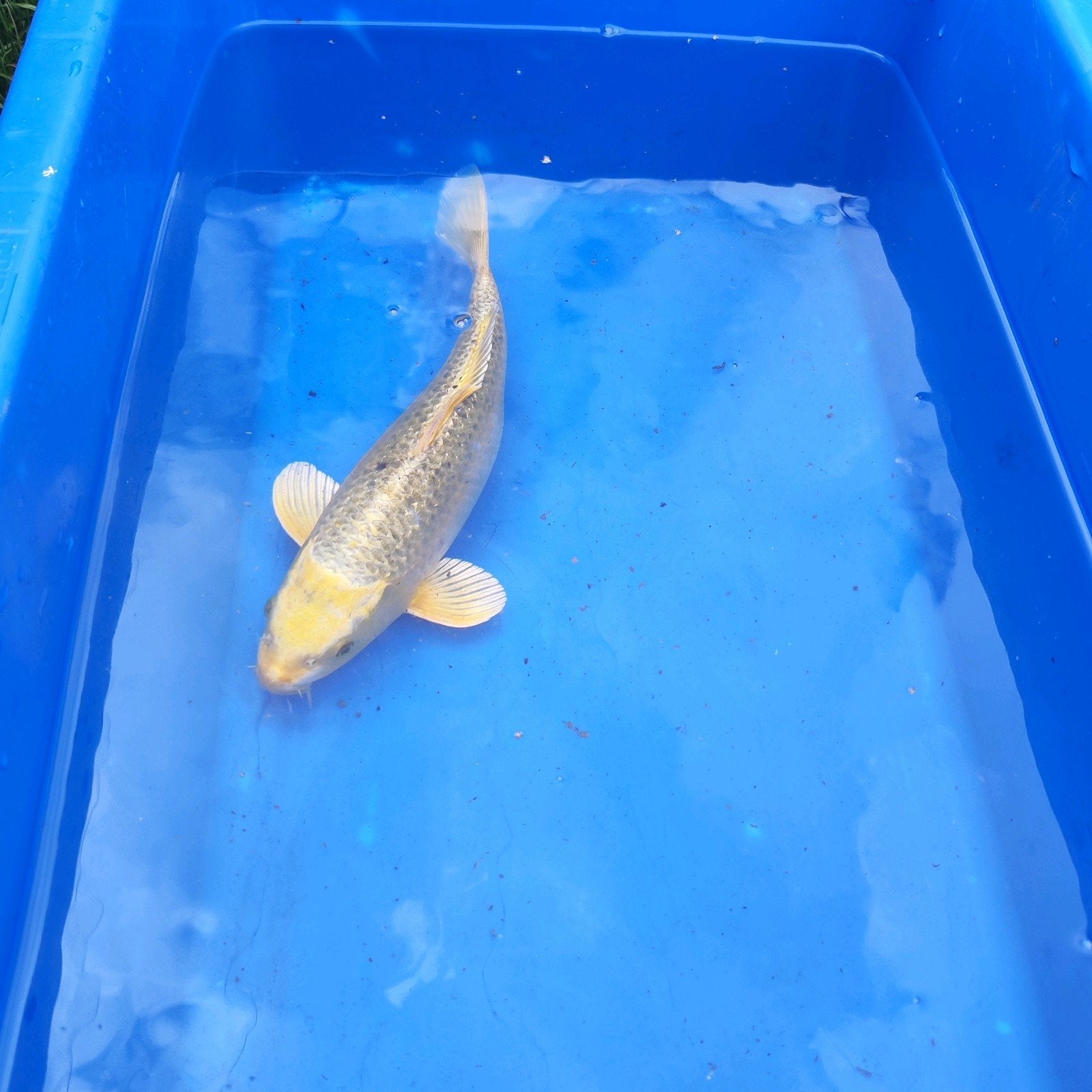 koi vijvervis vis #8, Dieren en Toebehoren, Karper of Koi
