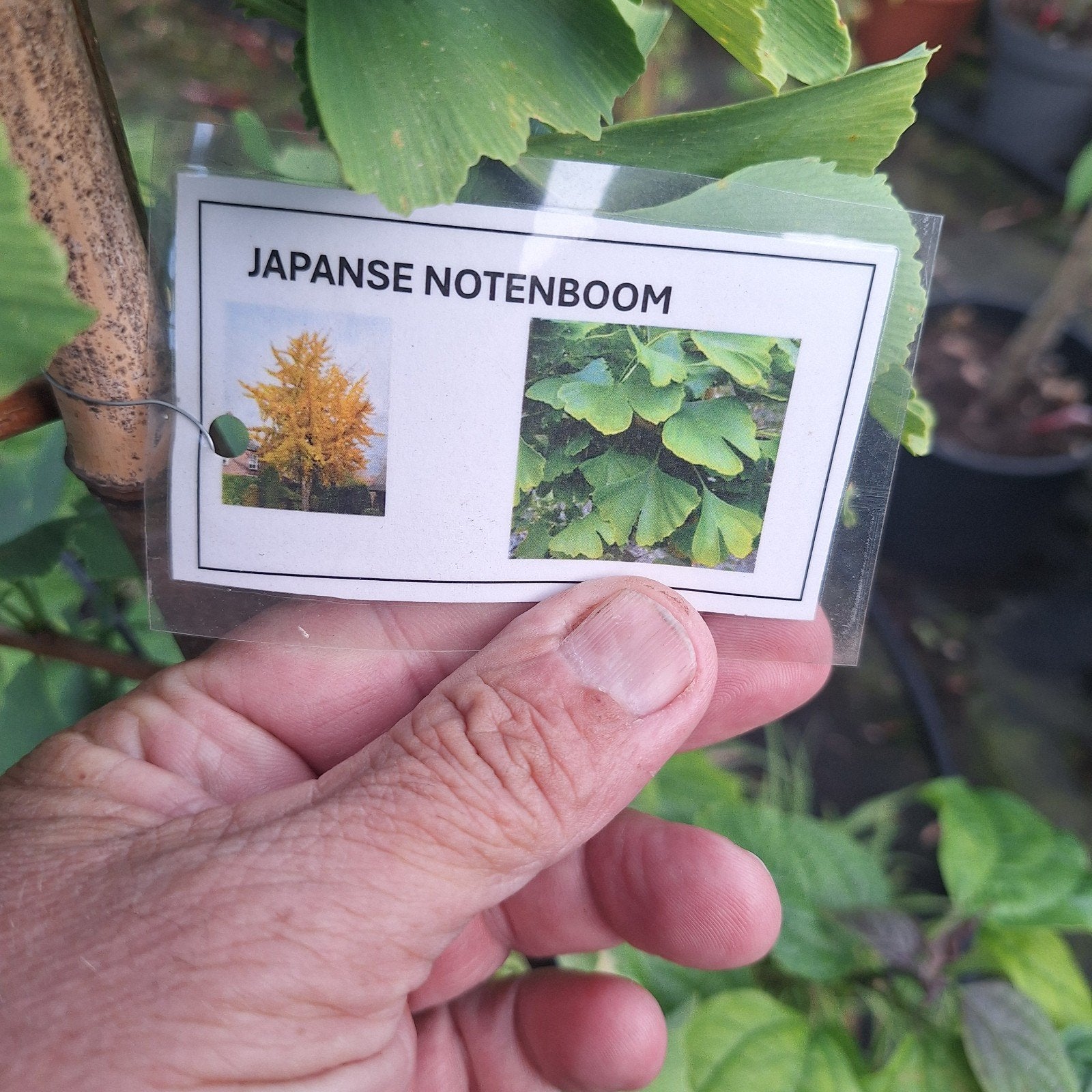 Japanse Notenboom (Ginkgo Biloba) in pot, Tuin en Terras, Planten | Bomen, Bloeit niet, Halfschaduw, Overige soorten, Ophalen
