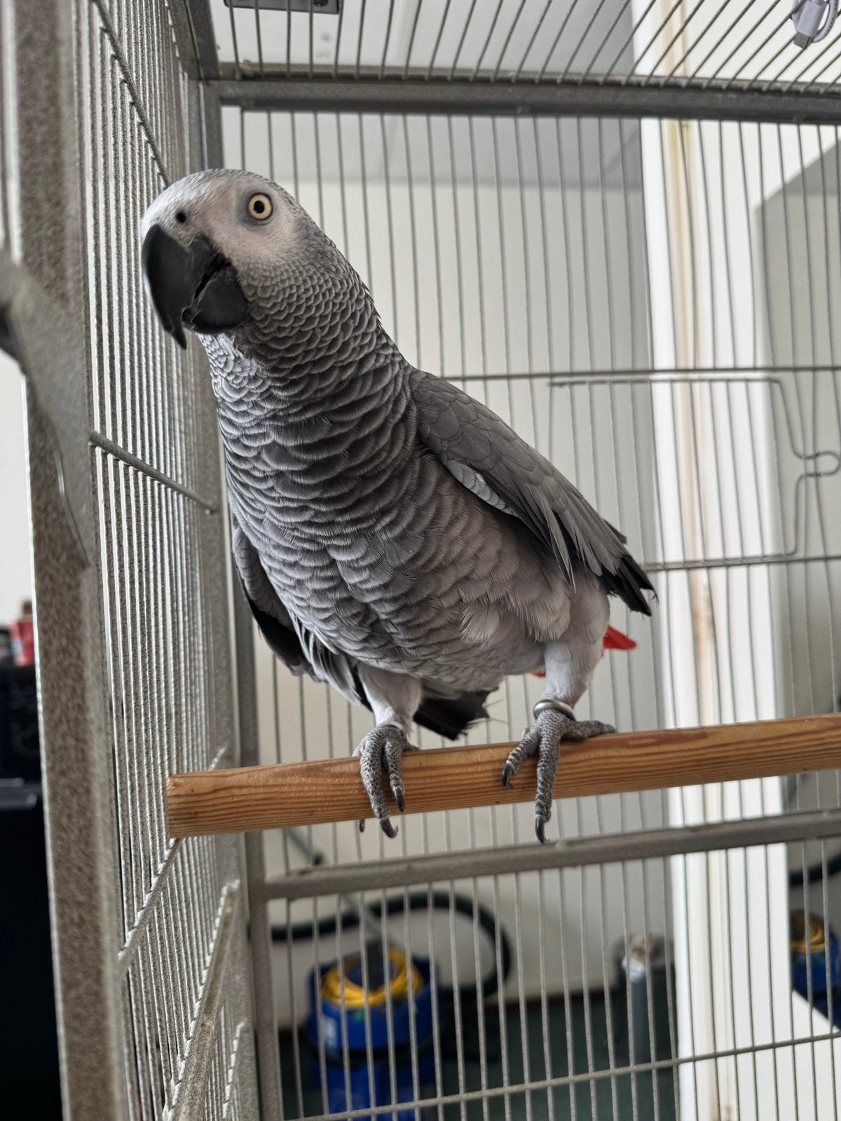 Congolese grijze roodstaartpapegaai, Dieren en Toebehoren, Mannelijk, Papegaai