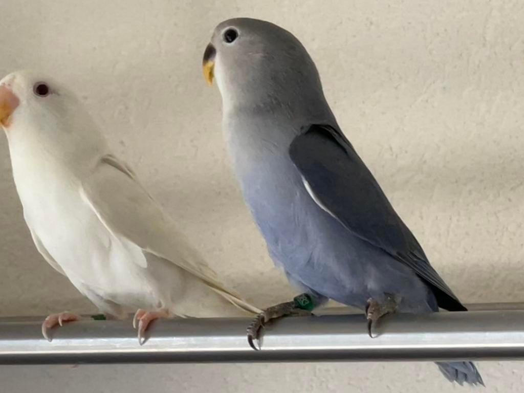 Prachtige Lieve Jonge en Gezonde Agapornis Dwergpapegaai, Dieren en Toebehoren, Vogels | Parkieten en Papegaaien, Meerdere dieren