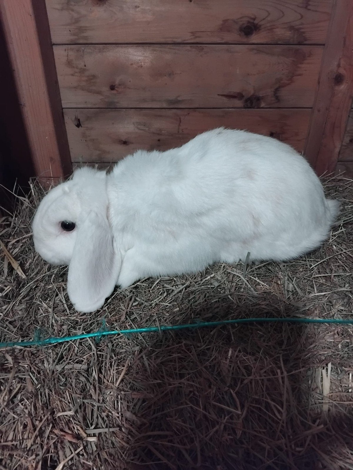 te koop hangoor  gecastreerd 2 jaar oud, Mannelijk, Hangoor