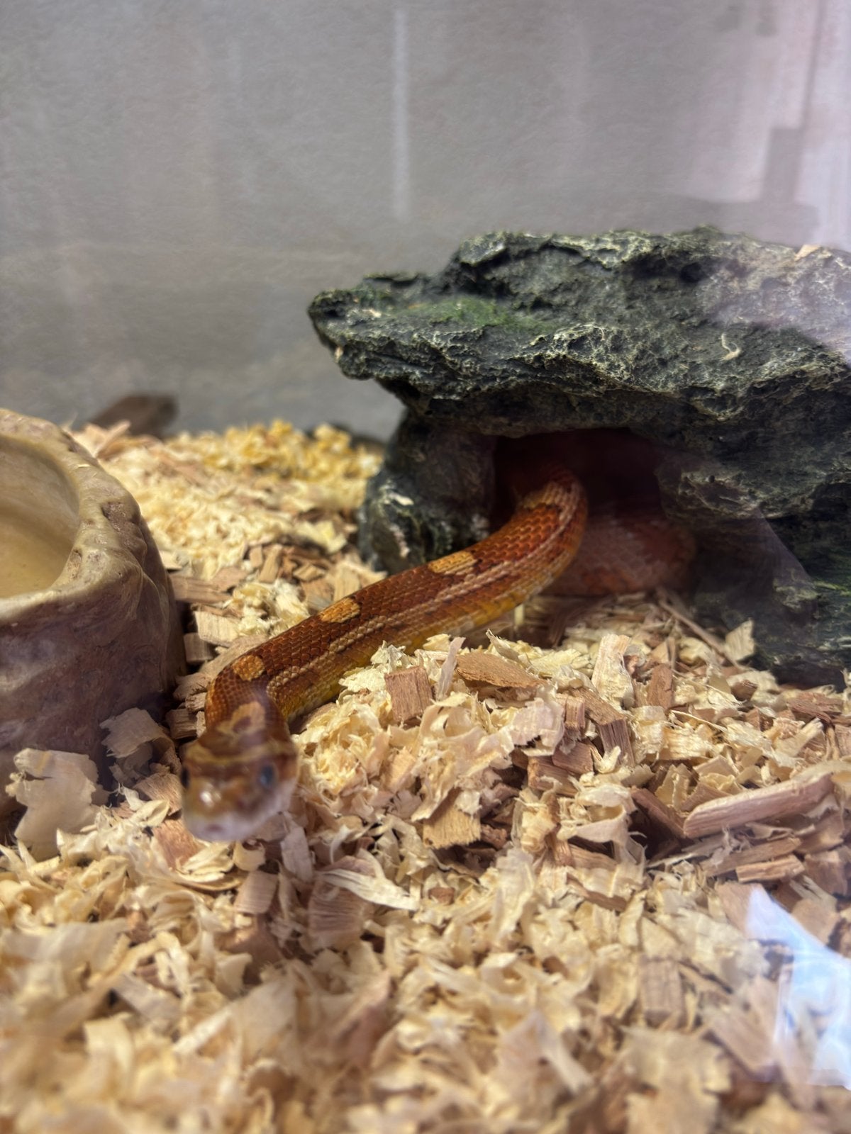Rattenslang 1.20 groot Rat Snake - unknown for sale from alex