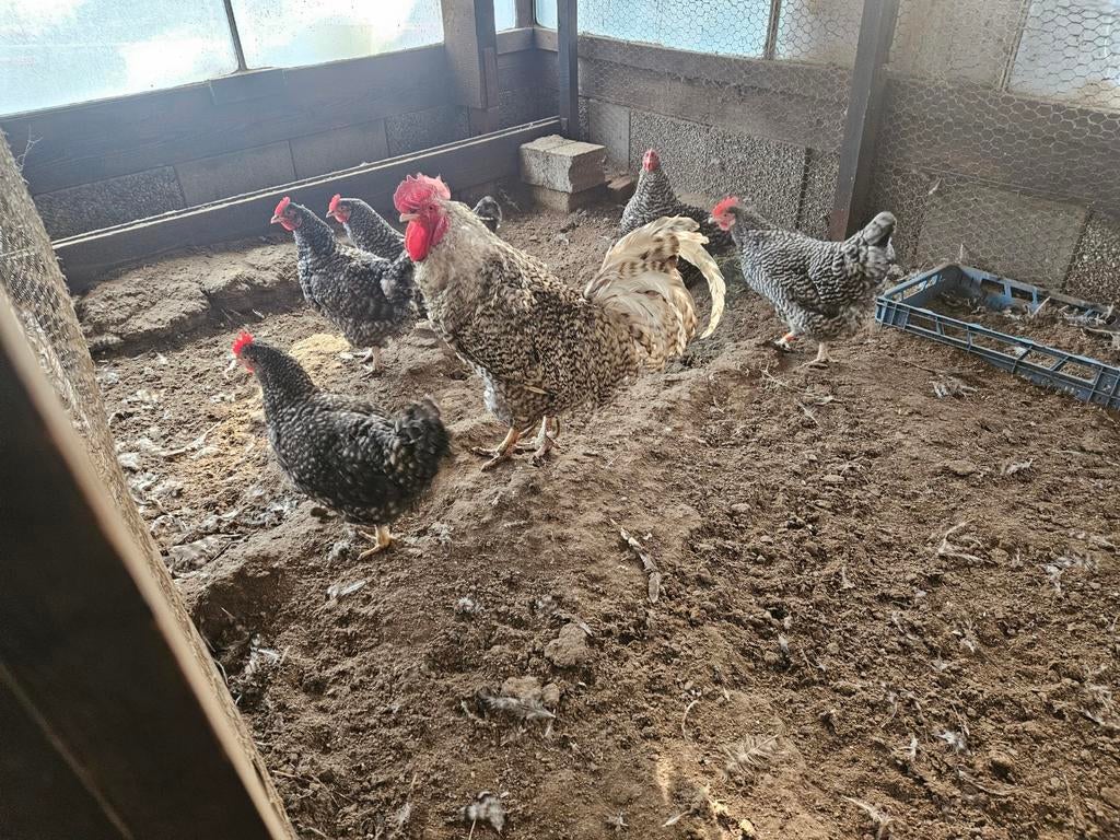 Diverse broedeieren te koop., Dieren en Toebehoren, Pluimvee, Geslacht onbekend, Kip