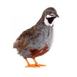 Gezocht chinese dwergkwartel (haan), Dieren en Toebehoren, Pluimvee, Mannelijk, Overige soorten