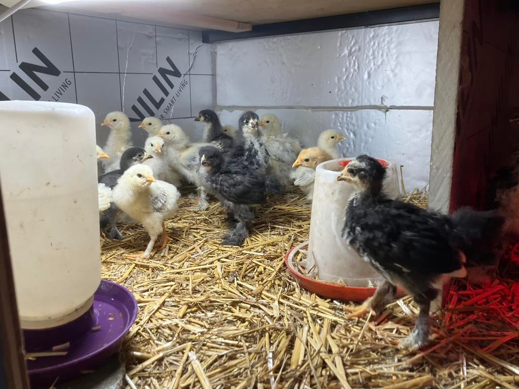 Mix kuikens, Geslacht onbekend, Kip