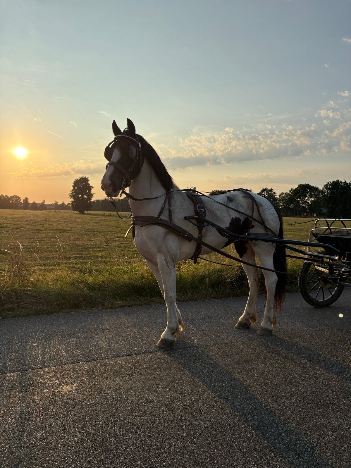 Berede/betuigde 9 jarige merrie, Dieren en Toebehoren, Minder dan 160 cm, Dressuurpaard, 3 tot 6 jaar, Merrie