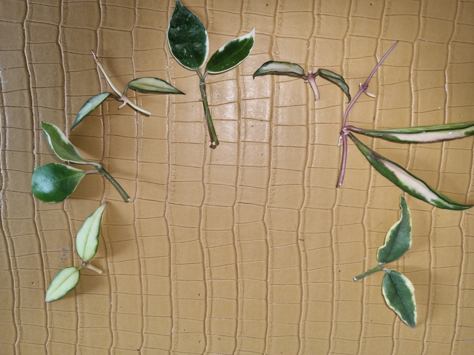 Hoya variegata pakket 7x voor €15, Ophalen of Verzenden, Halfschaduw, Minder dan 100 cm