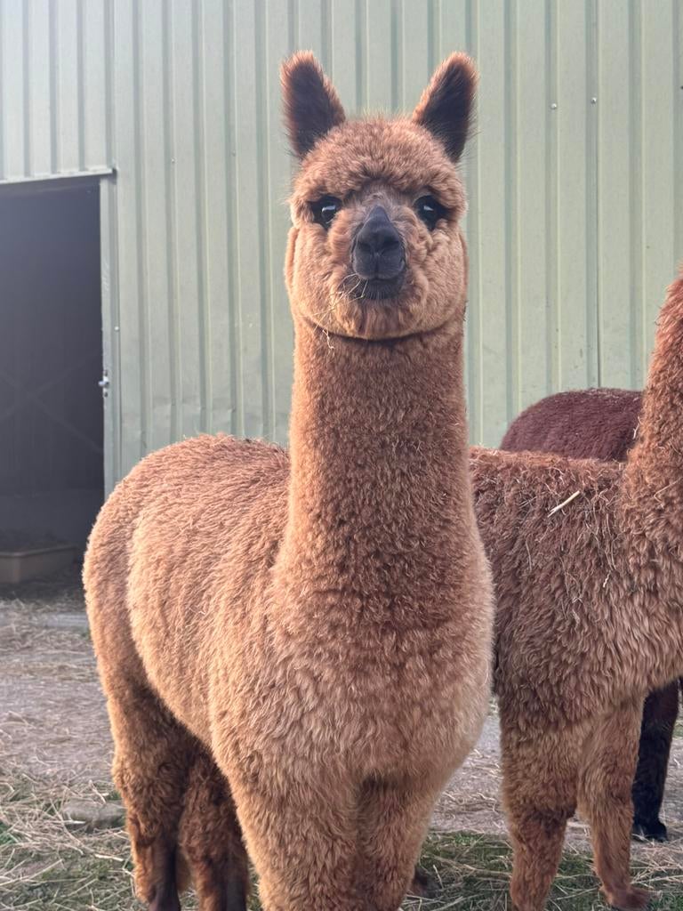 Alpaca hengst – halstermak – rustig & sociaal, Juni, Mannelijk