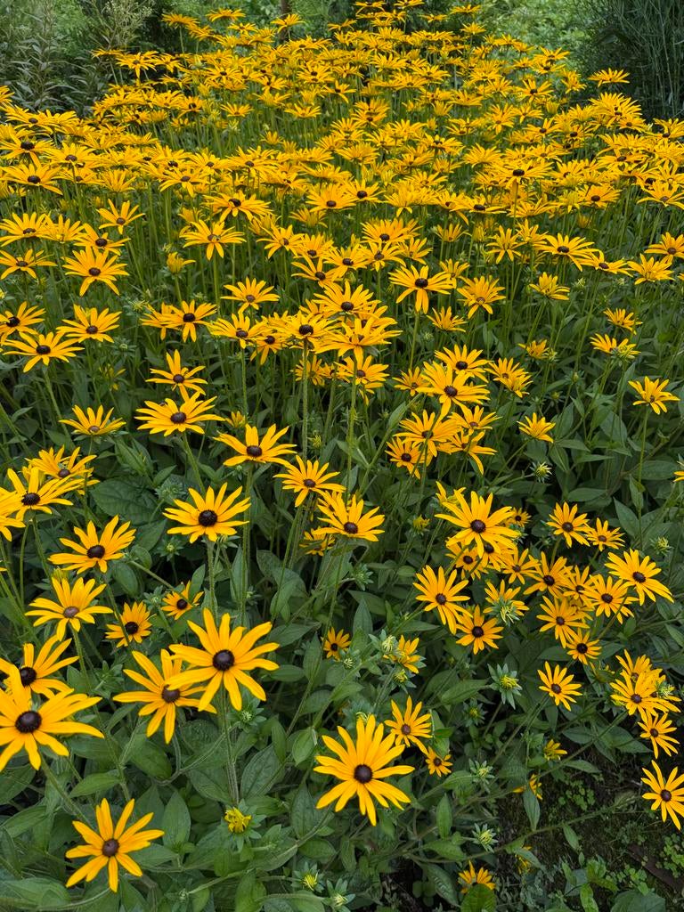 Rudbeckia (Zonnehoed) - gele bloem, Overige soorten, Volle zon, Vaste plant, Ophalen of Verzenden