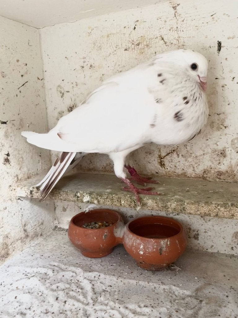 Doffer, Dieren en Toebehoren, Mannelijk, Kropper
