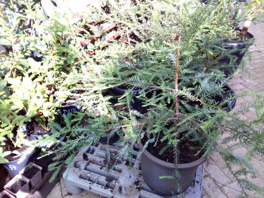 Redwood bomen te koop., Overige soorten, Minder dan 100 cm, Ophalen, Volle zon