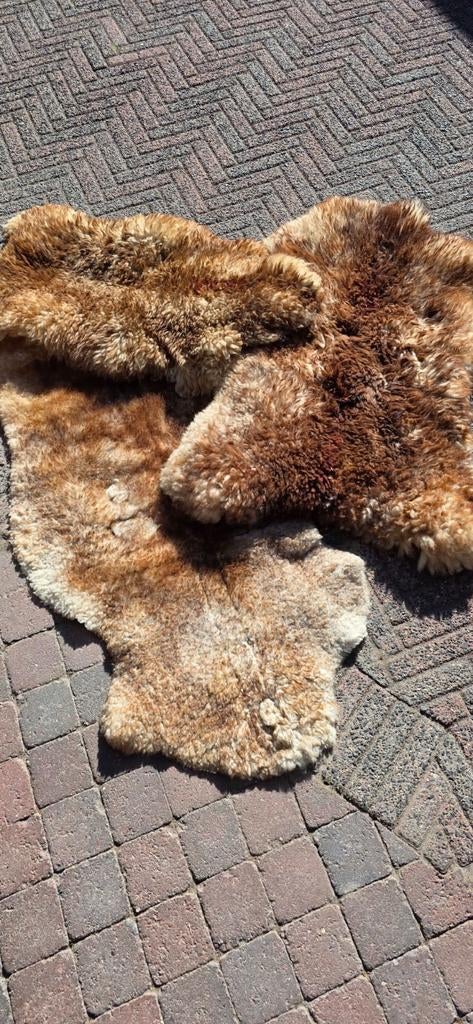 3 Echte Schapenvellen: 2x Langhaar, 1x Korthaar, Minder dan 50 cm, Gebruikt, 50 tot 100 cm, Natuurlijk, Landelijk