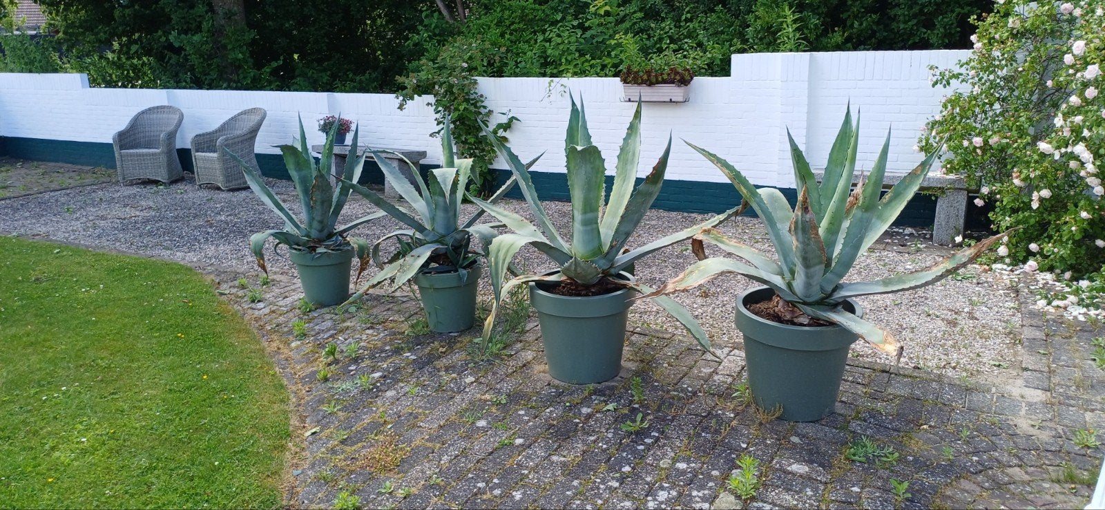 Cactus  Agave 300 per stuk, Ophalen, Overige soorten, Volle zon