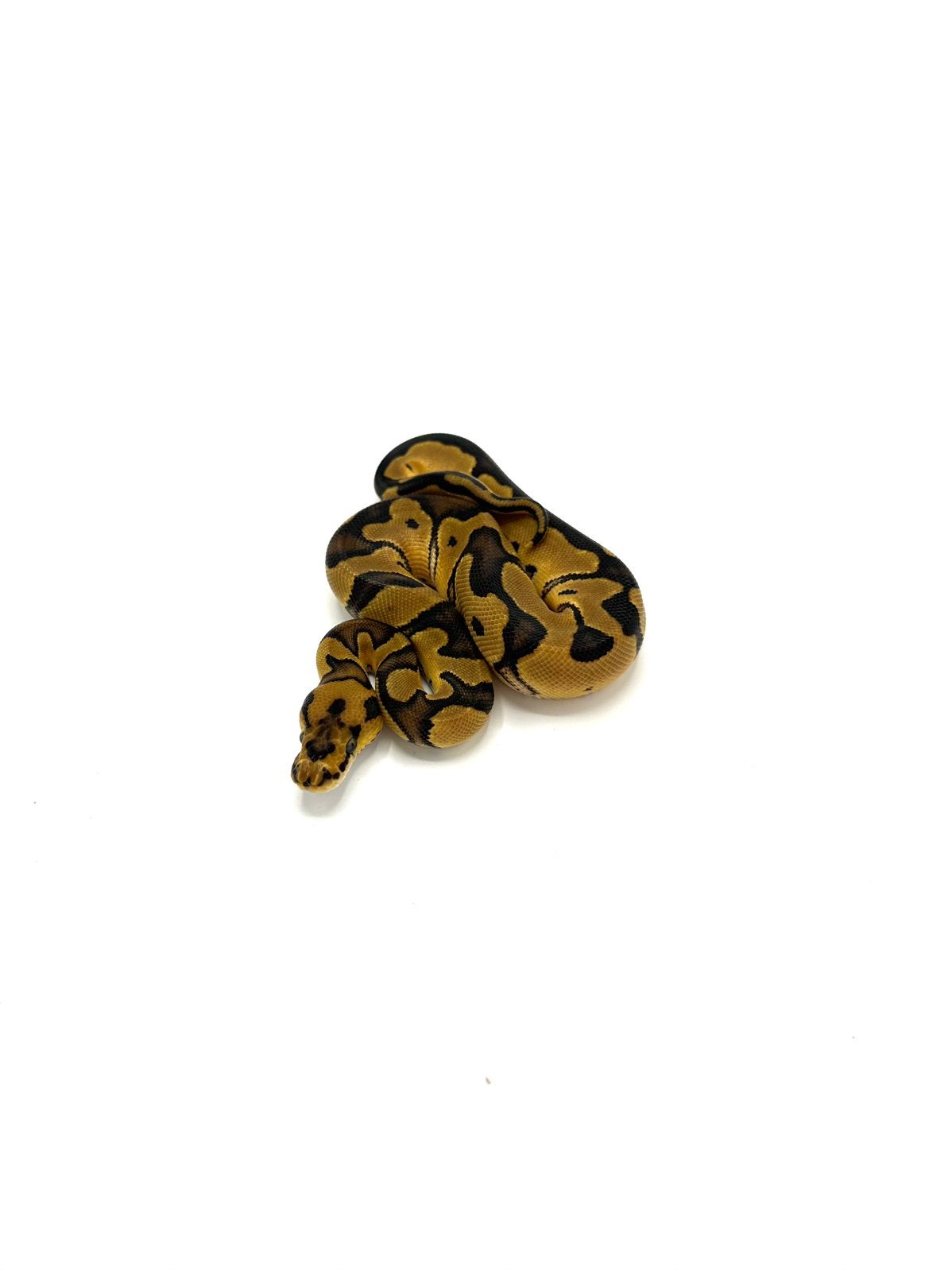Diverse Python regius - koningspythons Ball Python photo 19