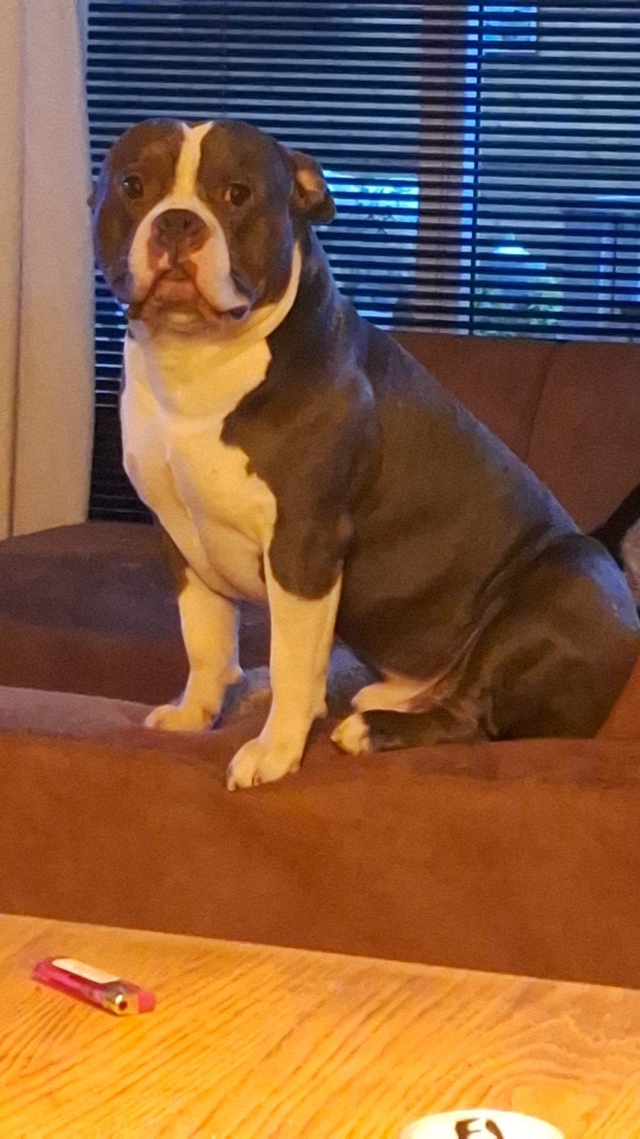Amerikaanse pocket bully, Reu, Bulldog, Eén hond, 3 tot 5 jaar